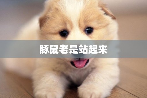 豚鼠老是站起來