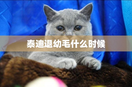 泰迪退幼毛什么時候