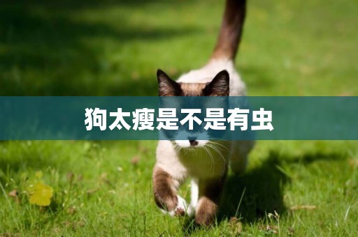 狗太瘦是不是有蟲