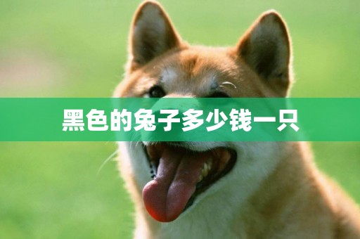 黑色的兔子多少錢一只