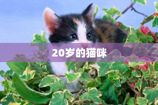 20歲的貓咪