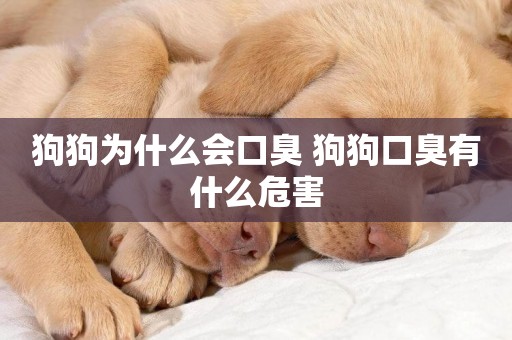 狗狗為什么會口臭 狗狗口臭有什么危害