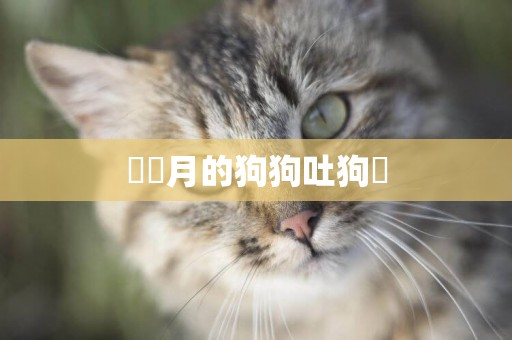 兩個月的狗狗吐狗糧