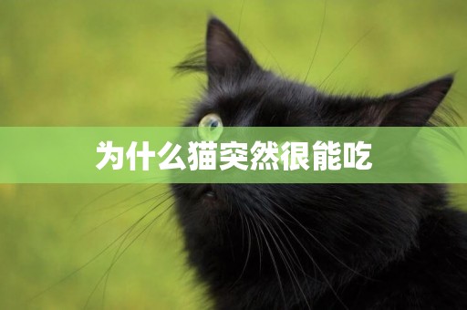 為什么貓突然很能吃