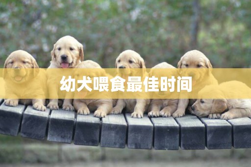 幼犬喂食最佳時間