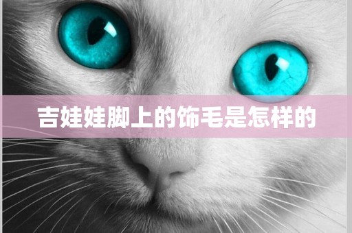 吉娃娃腳上的飾毛是怎樣的