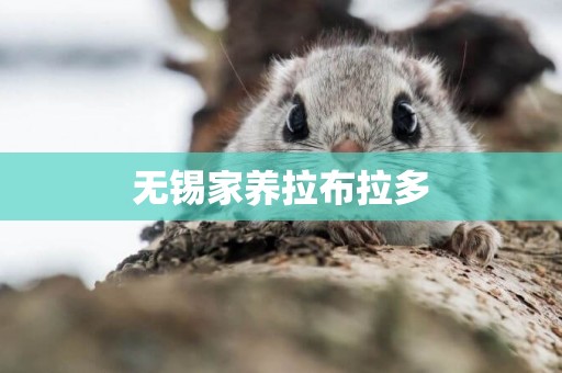 無錫家養拉布拉多