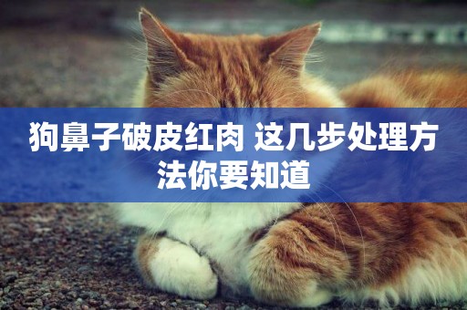狗鼻子破皮紅肉 這幾步處理方法你要知道