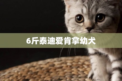 6斤泰迪愛肯拿幼犬