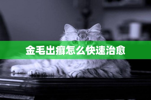 金毛出癬怎么快速治愈