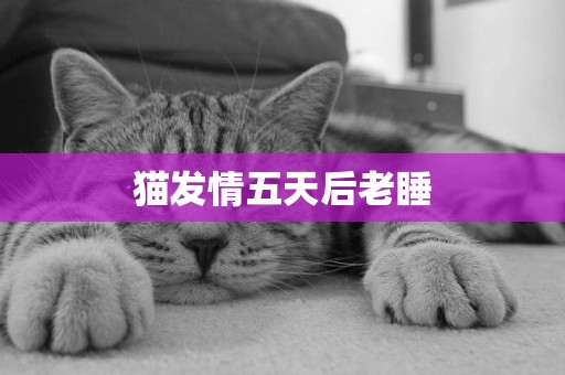 貓發情五天后老睡