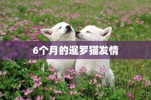 6個月的暹羅貓發情