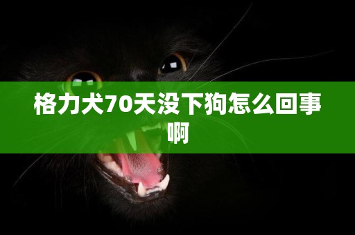 格力犬70天沒下狗怎么回事啊