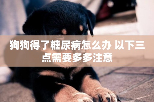 狗狗得了糖尿病怎么辦 以下三點需要多多注意