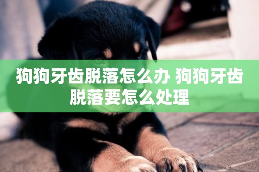 狗狗牙齒脫落怎么辦 狗狗牙齒脫落要怎么處理