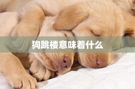 狗跳樓意味著什么