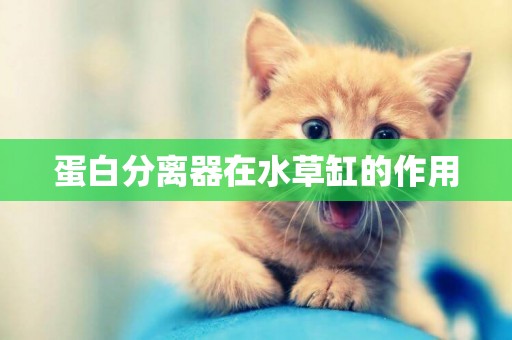 蛋白分離器在水草缸的作用