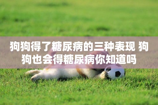 狗狗得了糖尿病的三種表現 狗狗也會得糖尿病你知道嗎