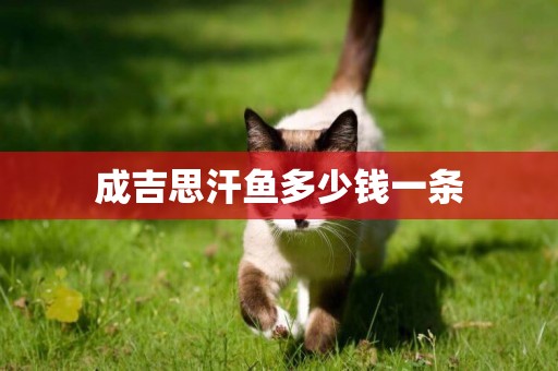 成吉思汗魚多少錢一條