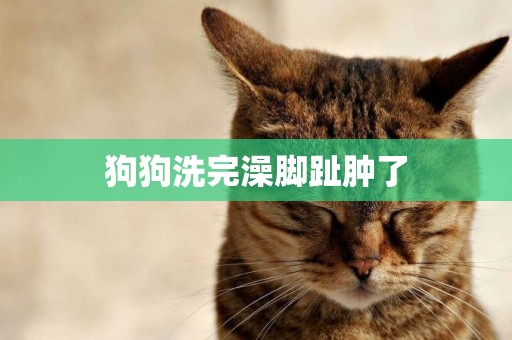 狗狗洗完澡腳趾腫了