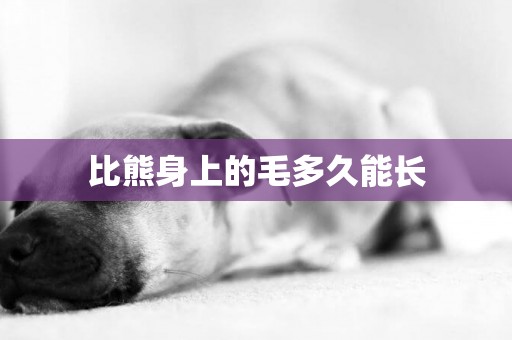 比熊身上的毛多久能長