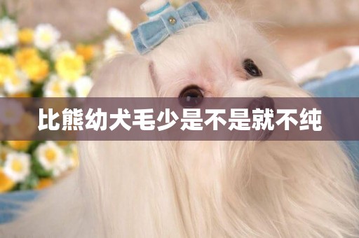 比熊幼犬毛少是不是就不純