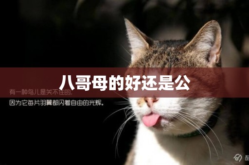 八哥母的好還是公