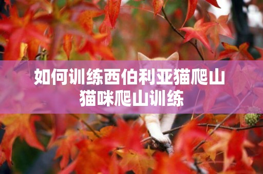 如何訓練西伯利亞貓爬山 貓咪爬山訓練