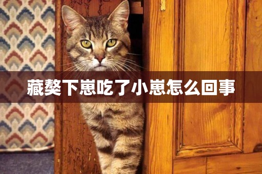 藏獒下崽吃了小崽怎么回事
