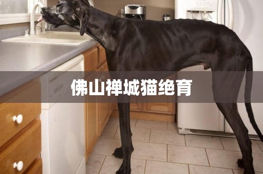 佛山禪城貓絕育