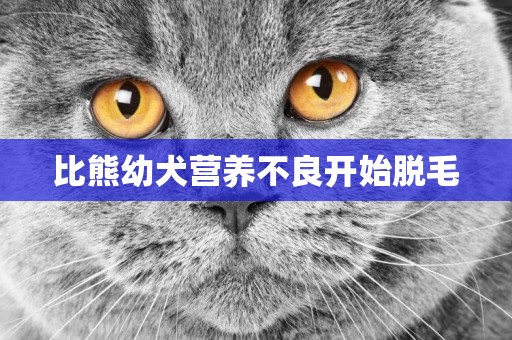 比熊幼犬營養不良開始脫毛