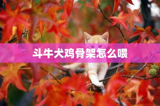 斗牛犬雞骨架怎么喂