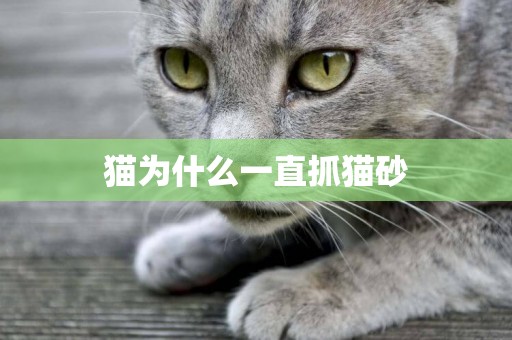 貓為什么一直抓貓砂