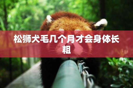 松獅犬毛幾個月才會身體長粗