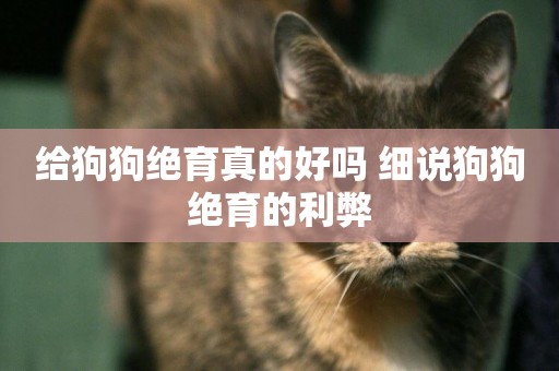 給狗狗絕育真的好嗎 細說狗狗絕育的利弊