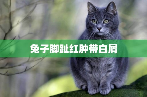 兔子腳趾紅腫帶白屑