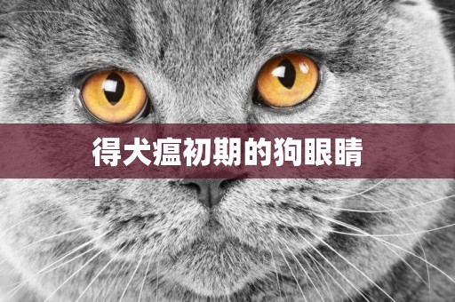 得犬瘟初期的狗眼睛