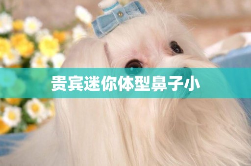 貴賓迷你體型鼻子小