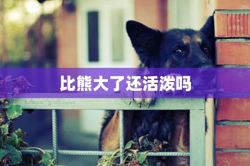 比熊大了還活潑嗎