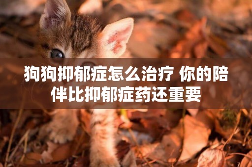 狗狗抑郁癥怎么治療 你的陪伴比抑郁癥藥還重要