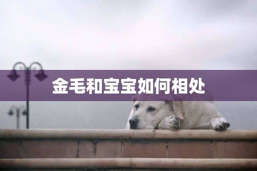 金毛和寶寶如何相處