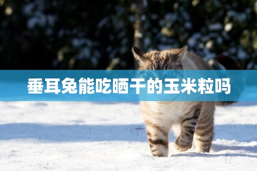 垂耳兔能吃曬干的玉米粒嗎