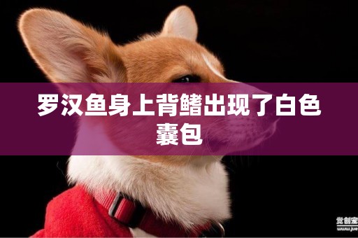 羅漢魚身上背鰭出現了白色囊包