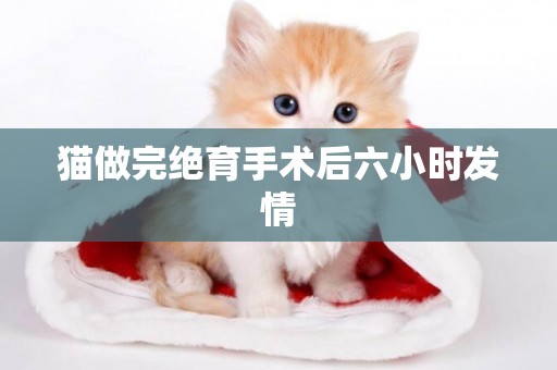 貓做完絕育手術后六小時發情
