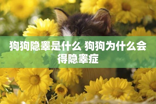 狗狗隱睪是什么 狗狗為什么會得隱睪癥