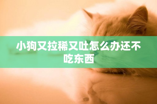 小狗又拉稀又吐怎么辦還不吃東西
