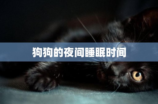 狗狗的夜間睡眠時間