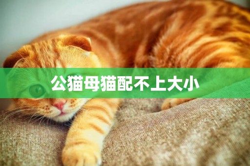 公貓母貓配不上大小
