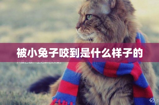 被小兔子咬到是什么樣子的