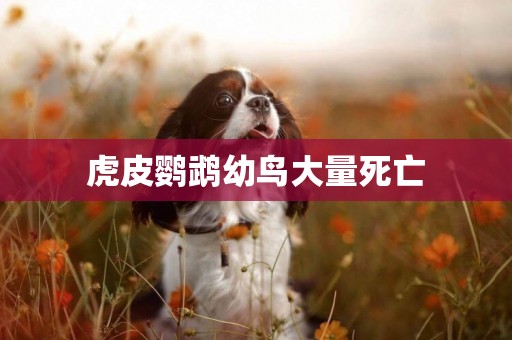 虎皮鸚鵡幼鳥大量死亡